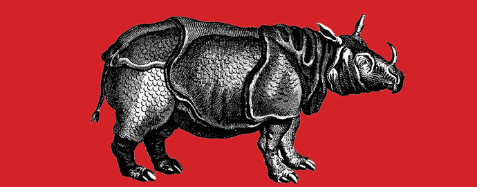 Nahorn Clara Nashorn Clara, Kupferstich